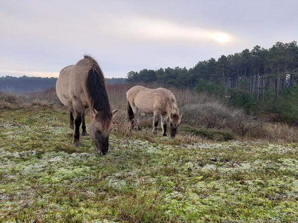 Grazende konikpaarden