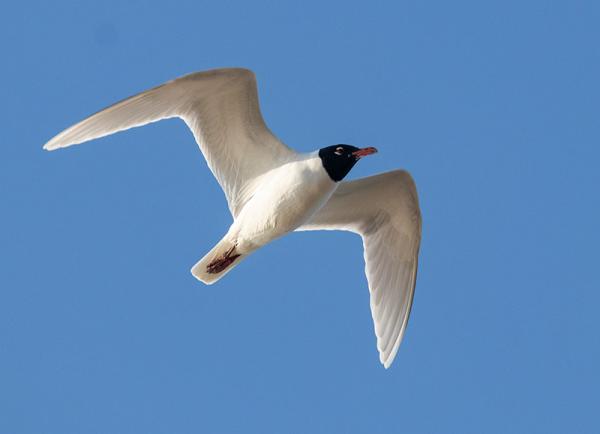 Zwartkopmeeuw