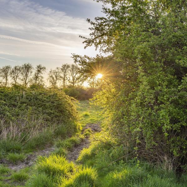 Heggenreservaat Arnemuiden met zonsopkomst