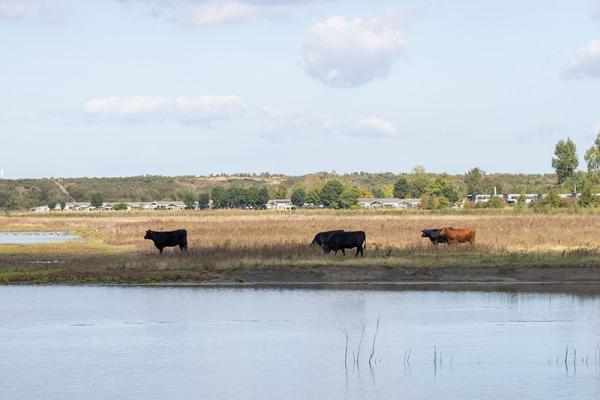 Runderen in Waterdunen