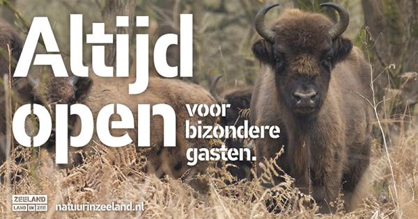 Wisent in Slikken van de Heen