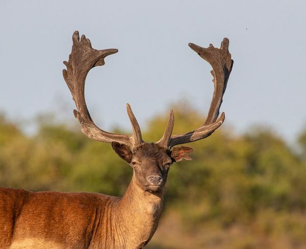 Damhert bok met gewei in Oranjezon