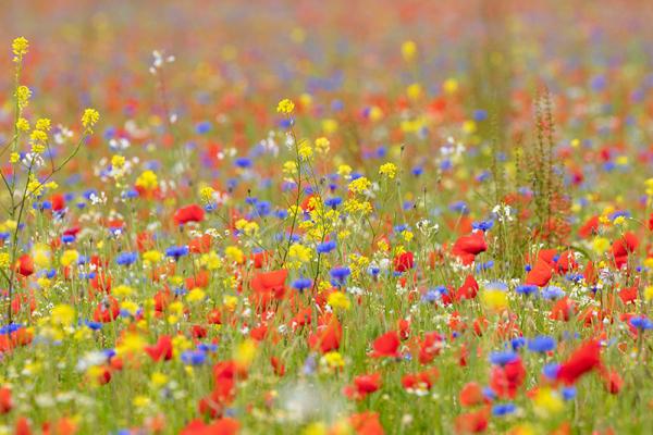 Bloemenveld in Yerseke Moer