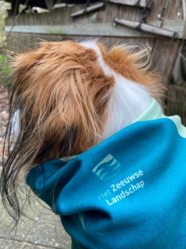 Kooikerhondje