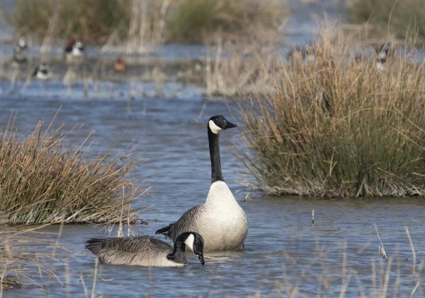 Canadeze gans Sint Laurense Weihoek