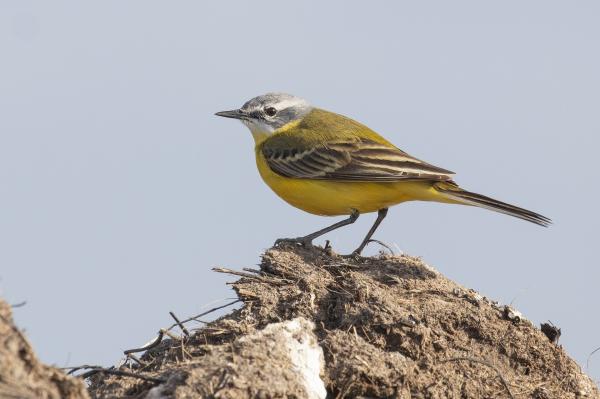 Gele kwikstaart op akkerland in Burghsluis