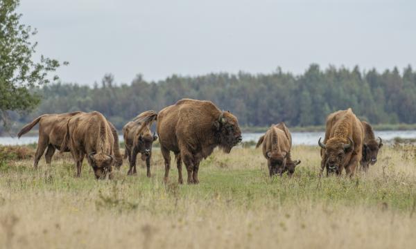 Wisenten in de Slikken van de Heen