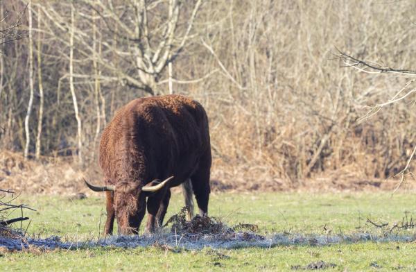 Rode Geus in de Slikken van de Heen