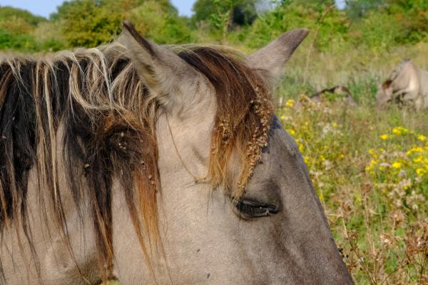 Konik