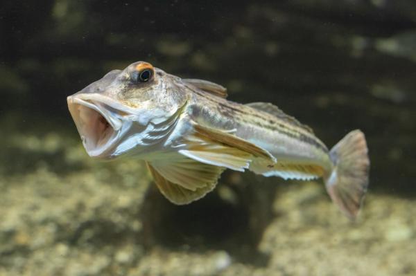 aquarium Terra Maris