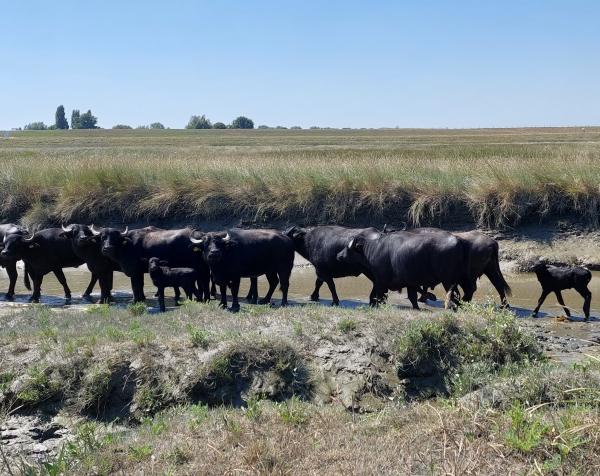 Waterbuffels in Saeftinghe