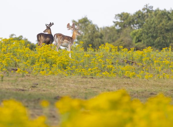 Damherten staan tussen de bloemen in Oranjezon