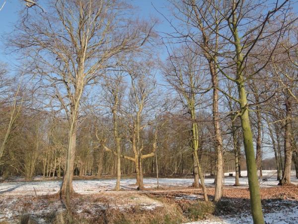 Bomen en sneeuw in de manteling bij Oostkapelle