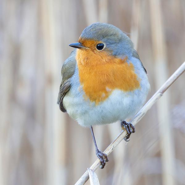 Roodborst