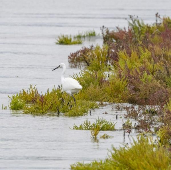 zilverreiger waterdunen