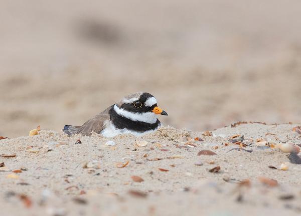 Bontbekplevier op het strand