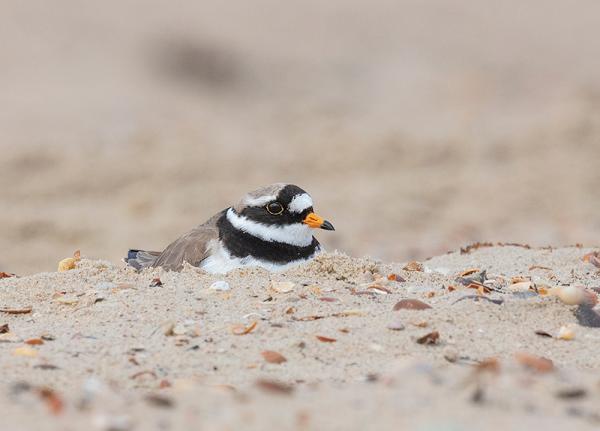 Bontbekplevier op het strand