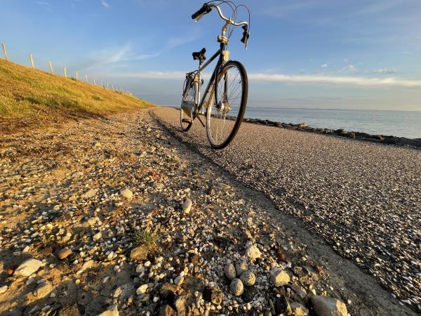 Nest bontbekplevier met fiets