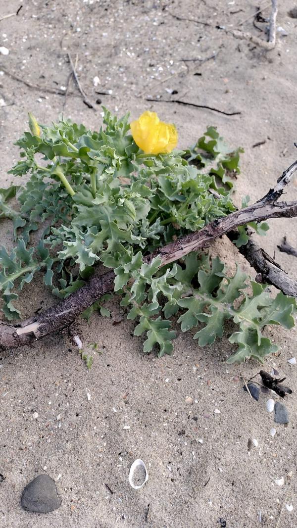 Gele hoornpapaver in bloei