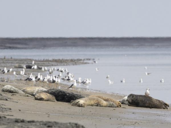 Zeehonden rusten op strand