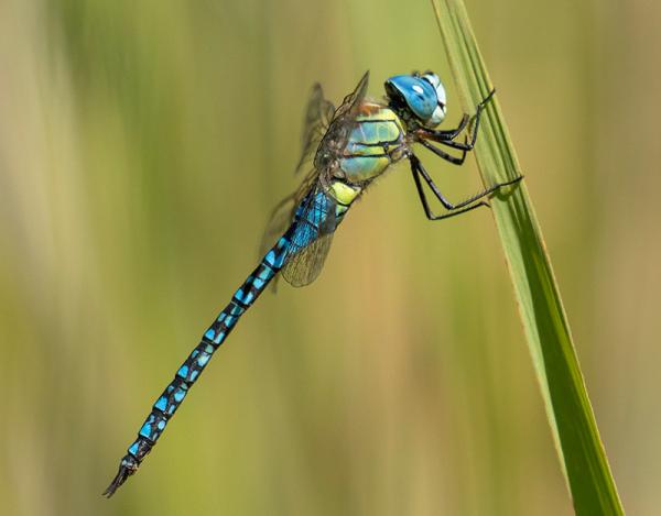 Libellen in Zeeland | Het Zeeuwse Landschap