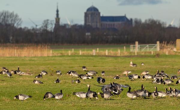 Branganzen voor de kerk van Veere