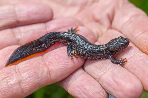 Kamsalamander
