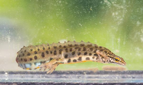 Kleine watersalamander