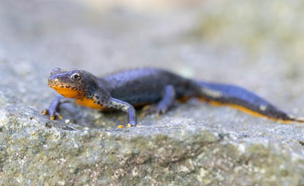 Alpenwatersalamander