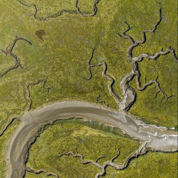 Natuur in Zeeland - Nationaal Park Oosterschelde, Rumoirtschorren.jpg