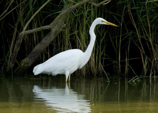 Grote zilverreiger