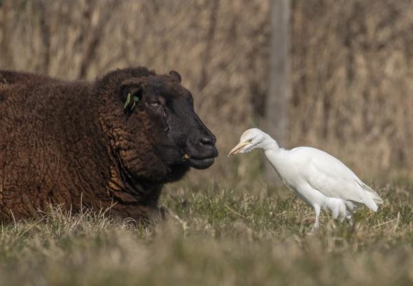Koereiger en zwart schaap