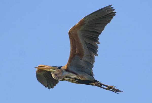 Purperreiger in vlucht