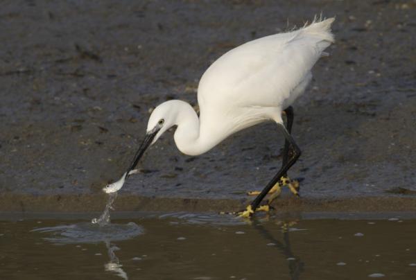 Kleine zilverreiger met vis