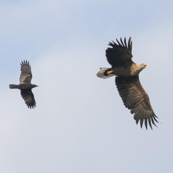 Vogelkijkhut Saeftinghe Zeearend