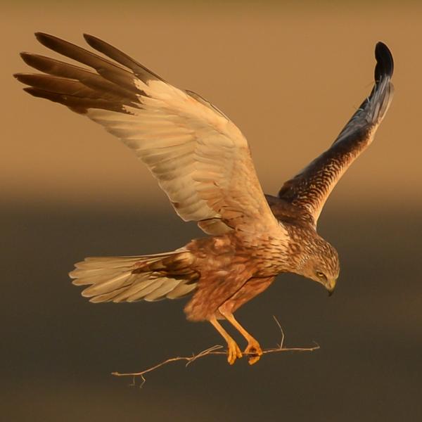 Vogelkijkhut Saeftinghe kiekendief
