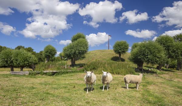Schapen met op de achtergrond de Berg van Troje