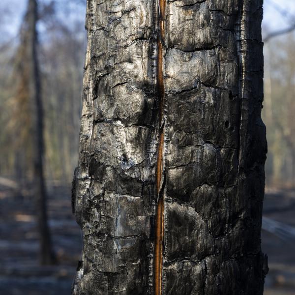 Een close-up van een verkoolde boom in de Clingse bossen