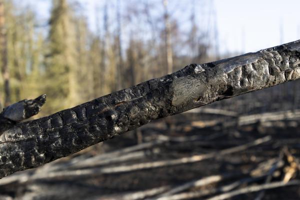 Verkoolde boom tegen de achtergrond van groene loofbomen