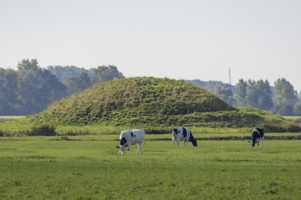 Koeien grazen voor Vlietberg