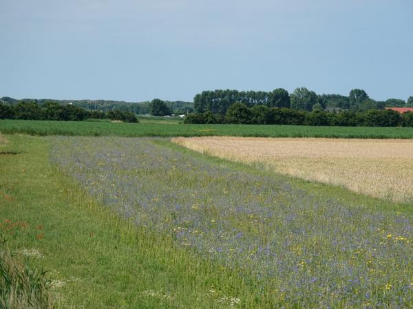 Patrijzenrand met bloemen rond akker