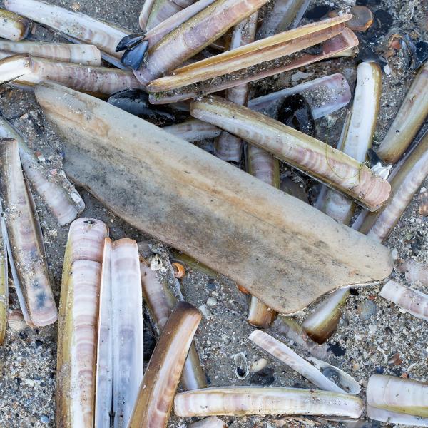 Archeologischescherf op strand Oranjezon - foto van Erik Speksnijder