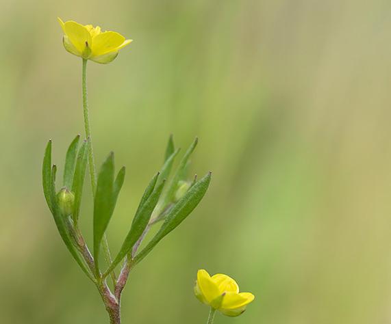 Akkerboterbloem