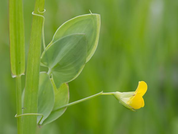 Naakte lathyrus