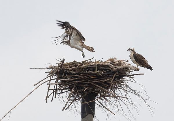 Paartje visarend op het nest