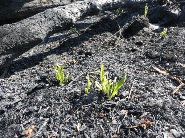 Eerste grassprietjes die door een laag van as heen groeien