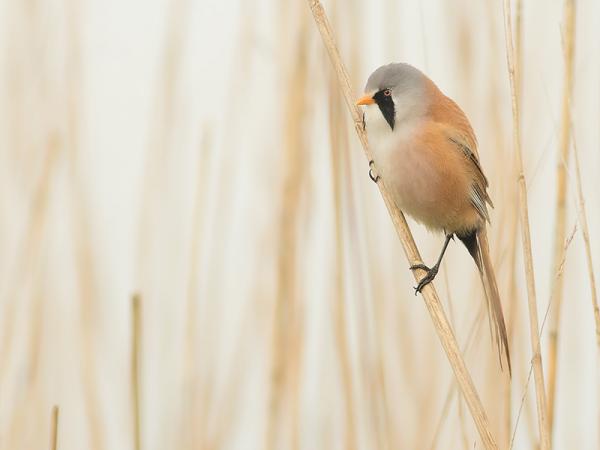 Baardmaneetje man in het riet