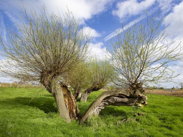Knotwilgen Oostburg Groote gat