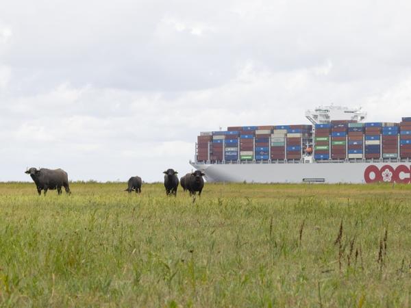Zeevaart langs Westerschelde - Saeftinghe
