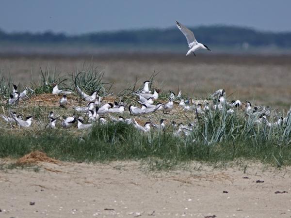Westerschelde sterns op Hooge Platen